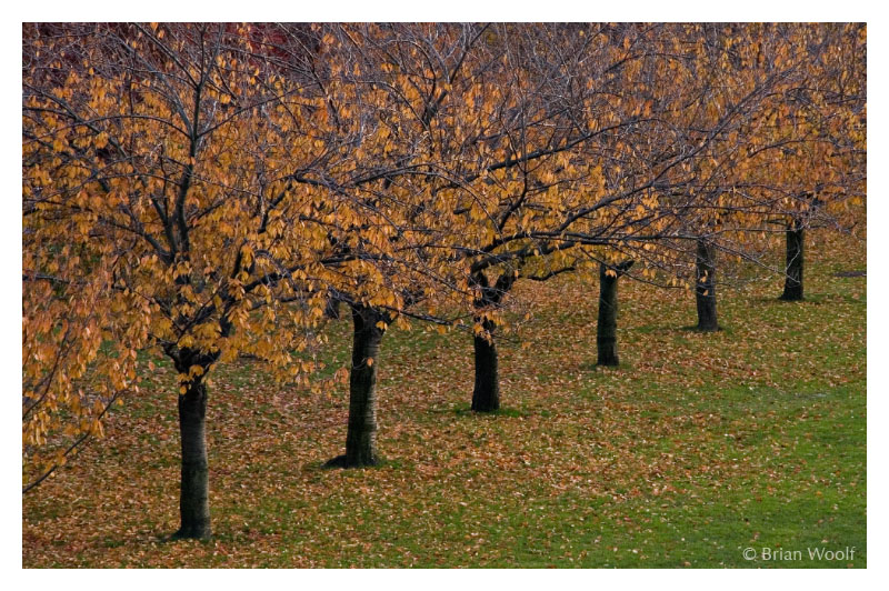 fall Cherry Trees